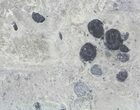 Cluster Of Elrathia Trilobites In Shale - Utah #61871-3